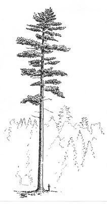 Ель карандашом