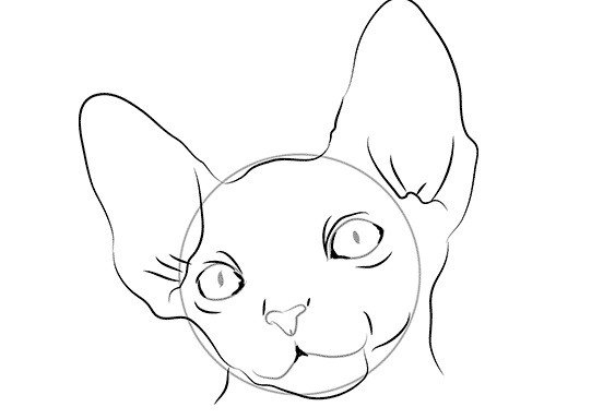 Кот сфинкс рисовать легко