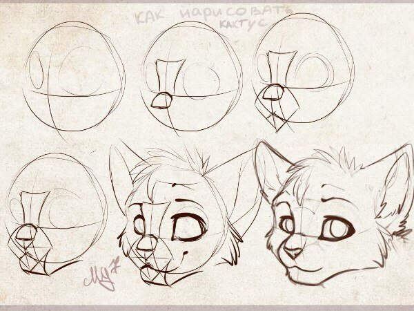 Анатомия фурри для рисования