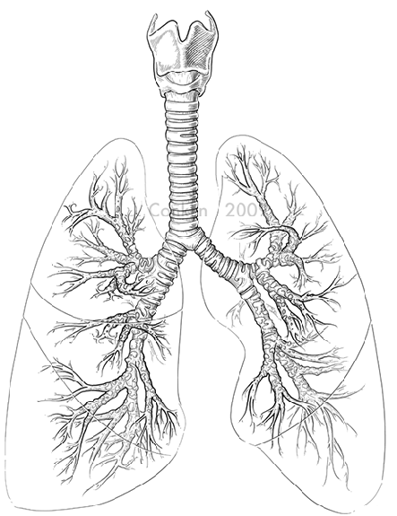 Трахея и легкие анатомия