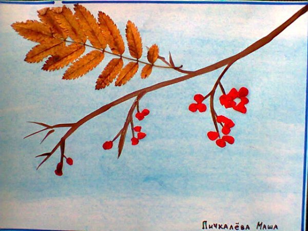 Раскраска черноплодная рябина для детей