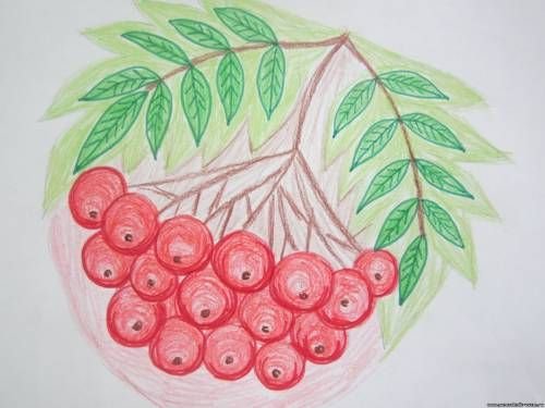 Рябина рисунок для детей