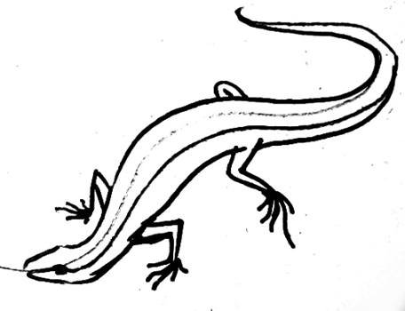 Нарисовать ящерицу карандашом поэтапно