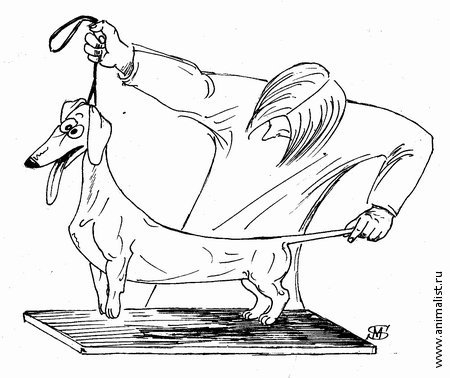 Рисунки на тему Ветеринария