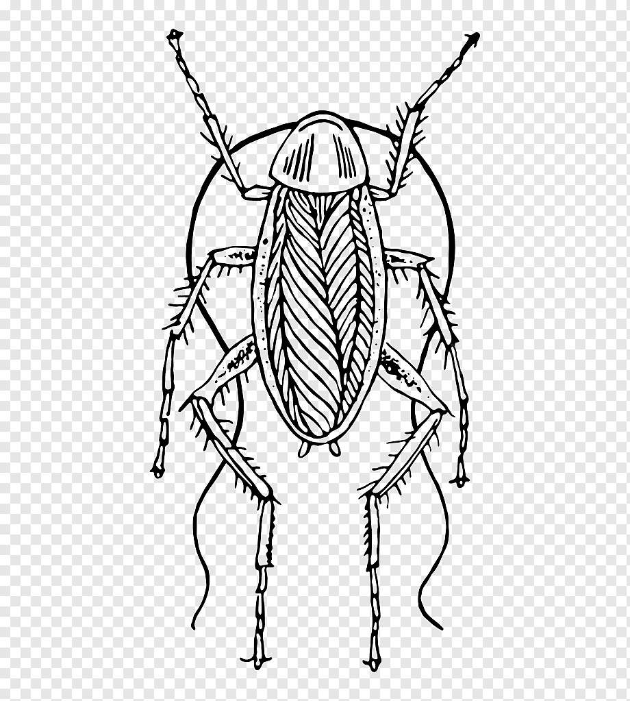 Рисунки тараканов