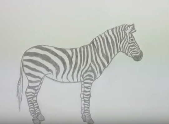 Зебра карандашом легко