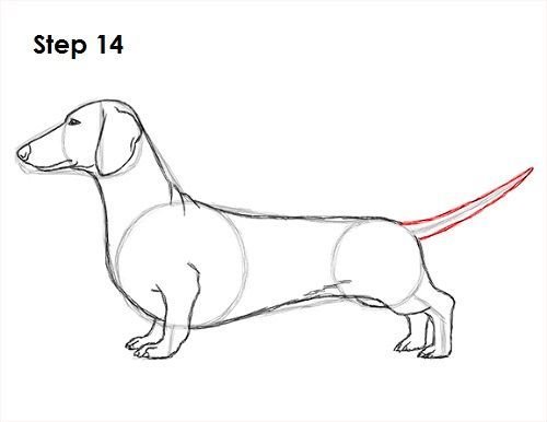 Такса карандашом