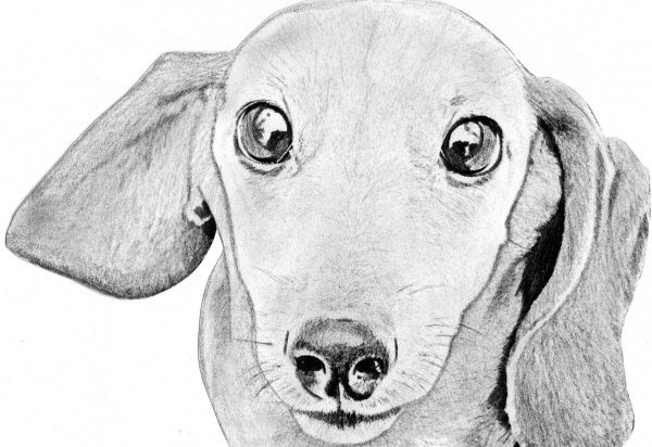 Собака рисунок карандашом