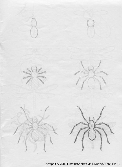 Паук поэтапное рисование