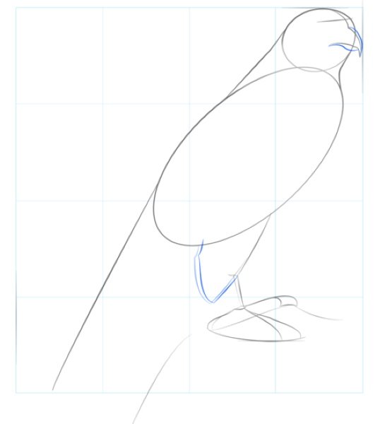 Сокол пошаговое рисование