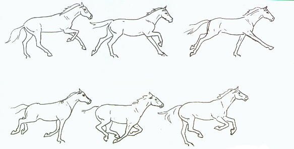 Лошадь рисунок