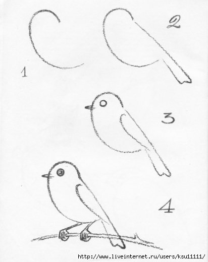 Снегирь рисунок карандашом