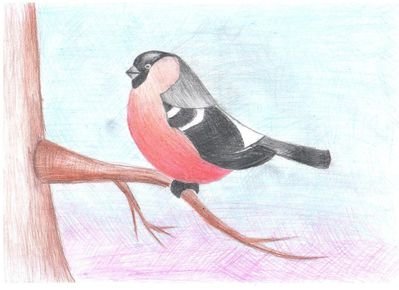 Снегирь птица нарисовать ребенку