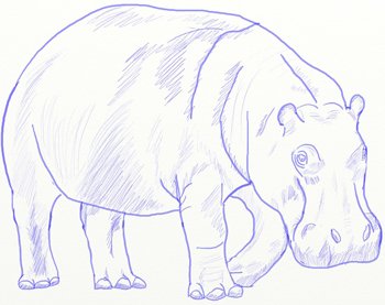 Рисуем бегемота поэтапно карандашом