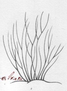 Кустик карандашом