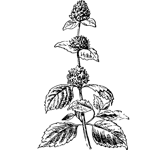 Нарисовать крапиву