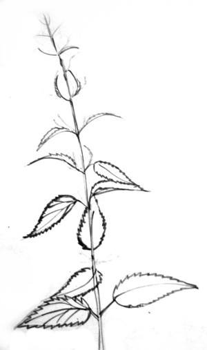 Крапива двудомная (Urtica dioica)