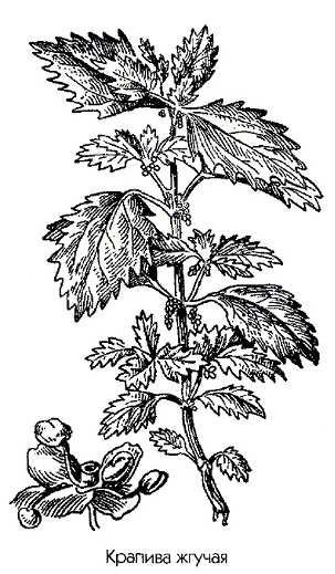 Крапива карандашом профессиональная