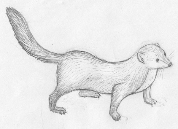 Хорек рисунок карандашом