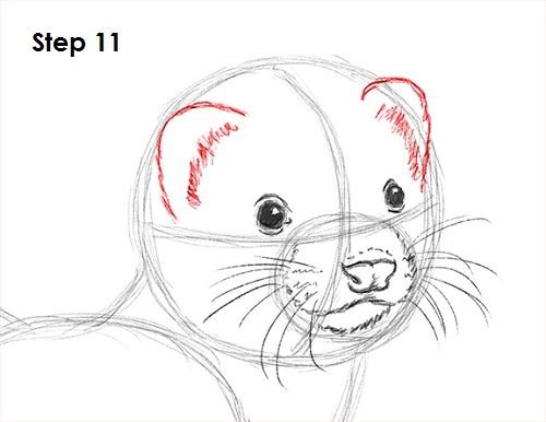 Нарисовать хорька карандашом