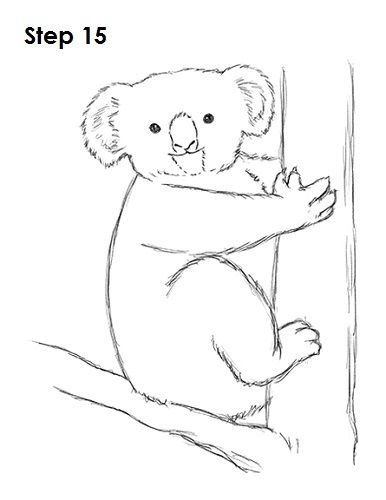 Коала рисунок карандашом для детей лёгкие