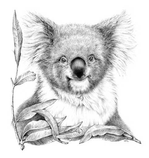 Куала эскиз