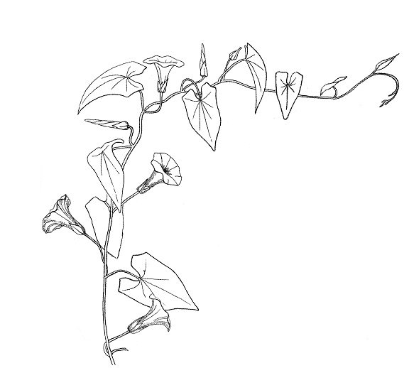 Вьюнок полевой Лиана