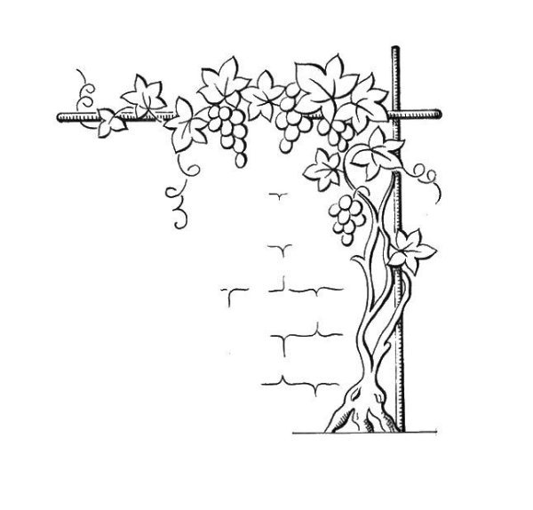 Лианы карандашом