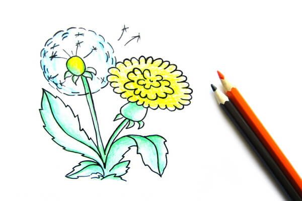 Рисование карандашом одуванчик