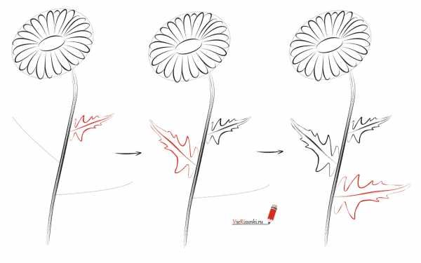 Поэтапное рисование ромашки