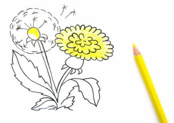 Этапы рисования одуванчика для детей
