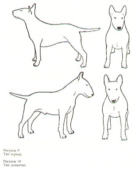 Референс собаки бультерьер спереди