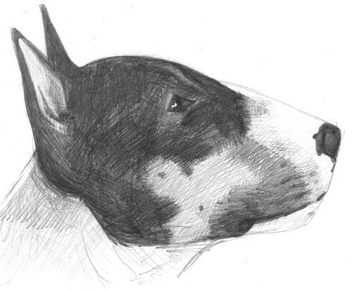 Нарисовать бультерьера карандашом