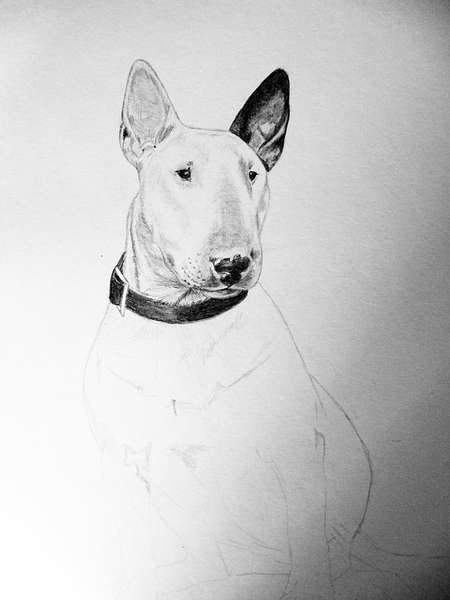 Бультерьер карандашом