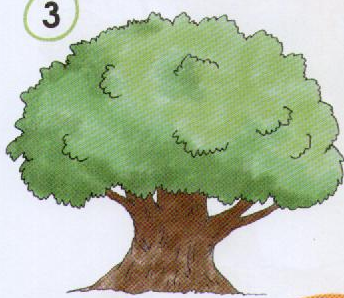 Поэтапное рисование дерева