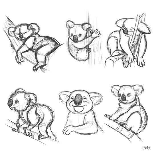 Схема рисования коала