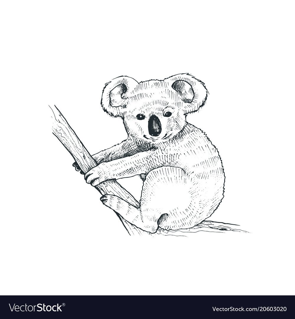 Рисунок поэтапно коала