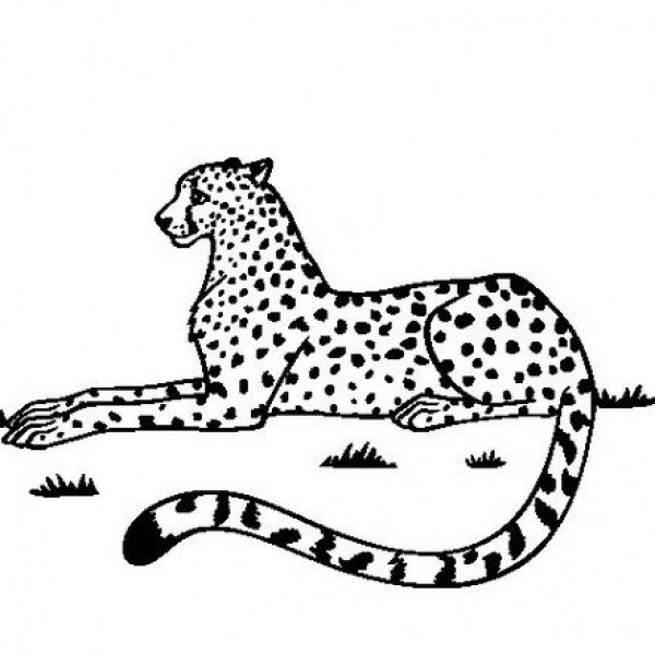Для детей леопард в черно-белом