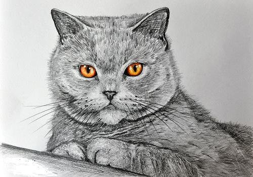 Британский кот карандашами