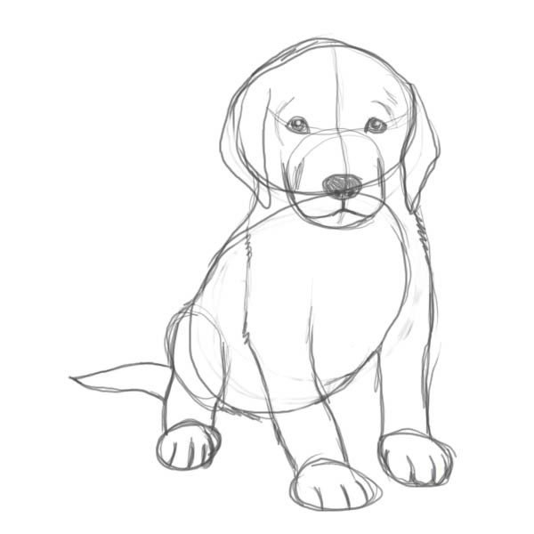 Рисунки собак карандашом легкие