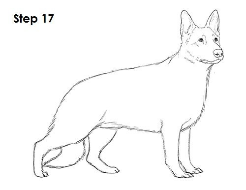 Немецкая овчарка рисунок карандашом легко