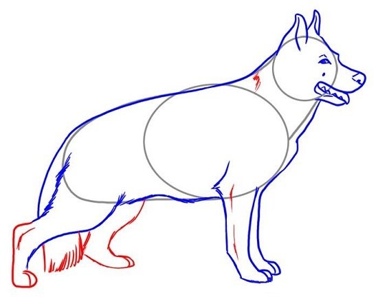 Поэтапное рисование собаки овчарки