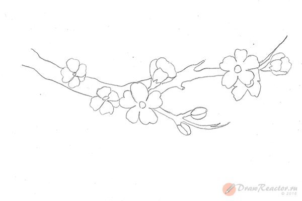 Ветка Сакуры рисунок карандашом
