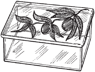 Шкатулка рисунок карандашом