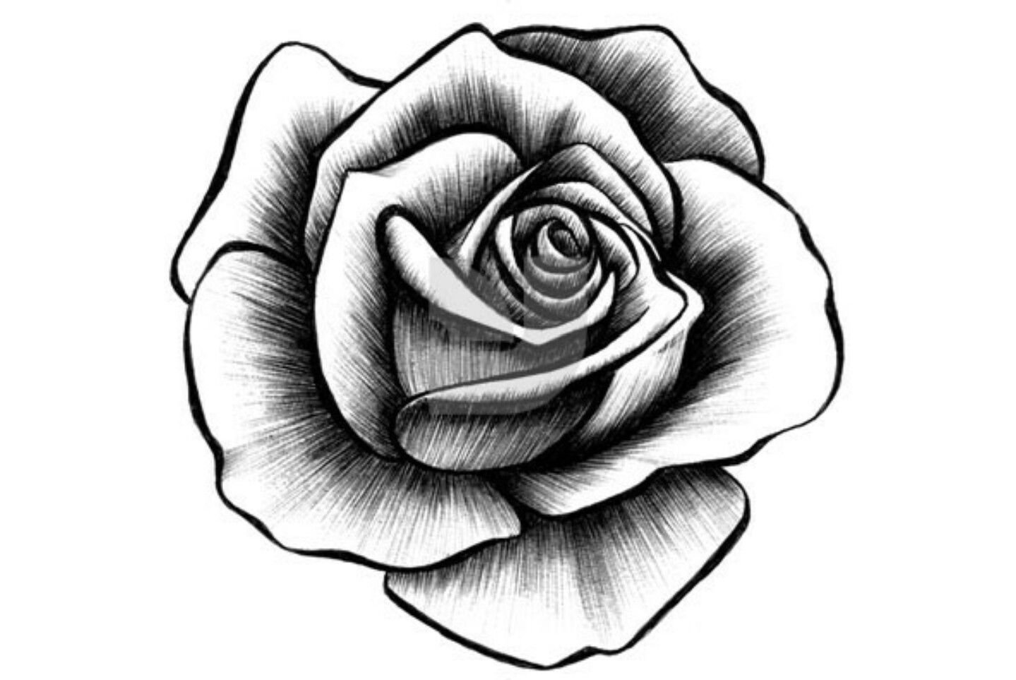 Роза рисунок черно-белый