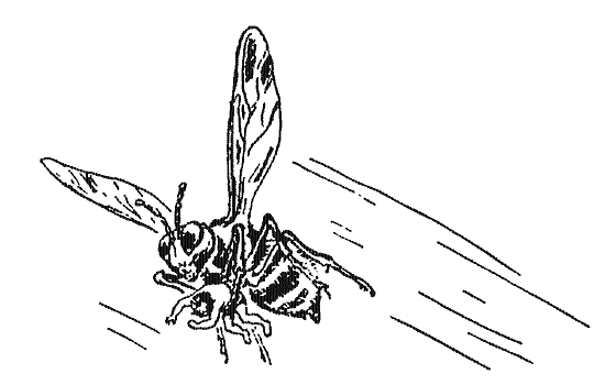 Удивительные приключения Карика и Вали