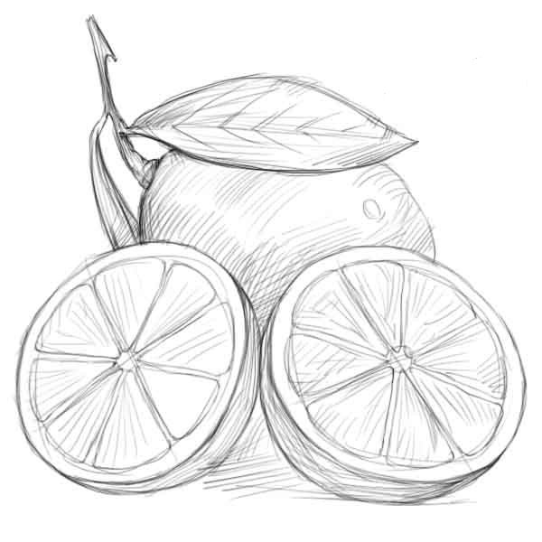 Фрукты для срисовки карандашом