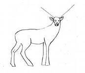 Поэтапное рисование тундры