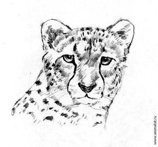 Рисунок гепарда карандашом для срисовки