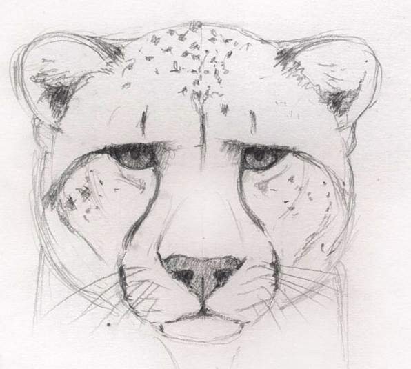 Гепард рисунок карандашом